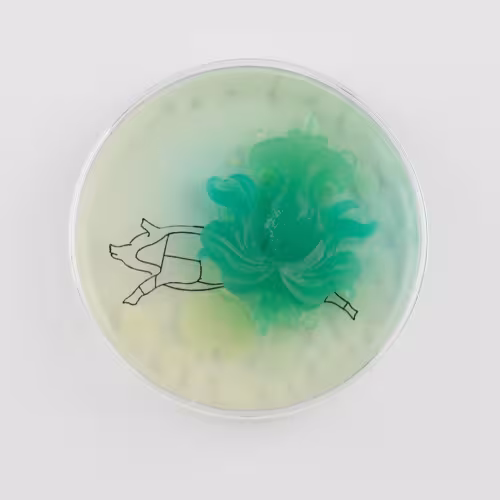 Jennifer Willet, Baroque Biology